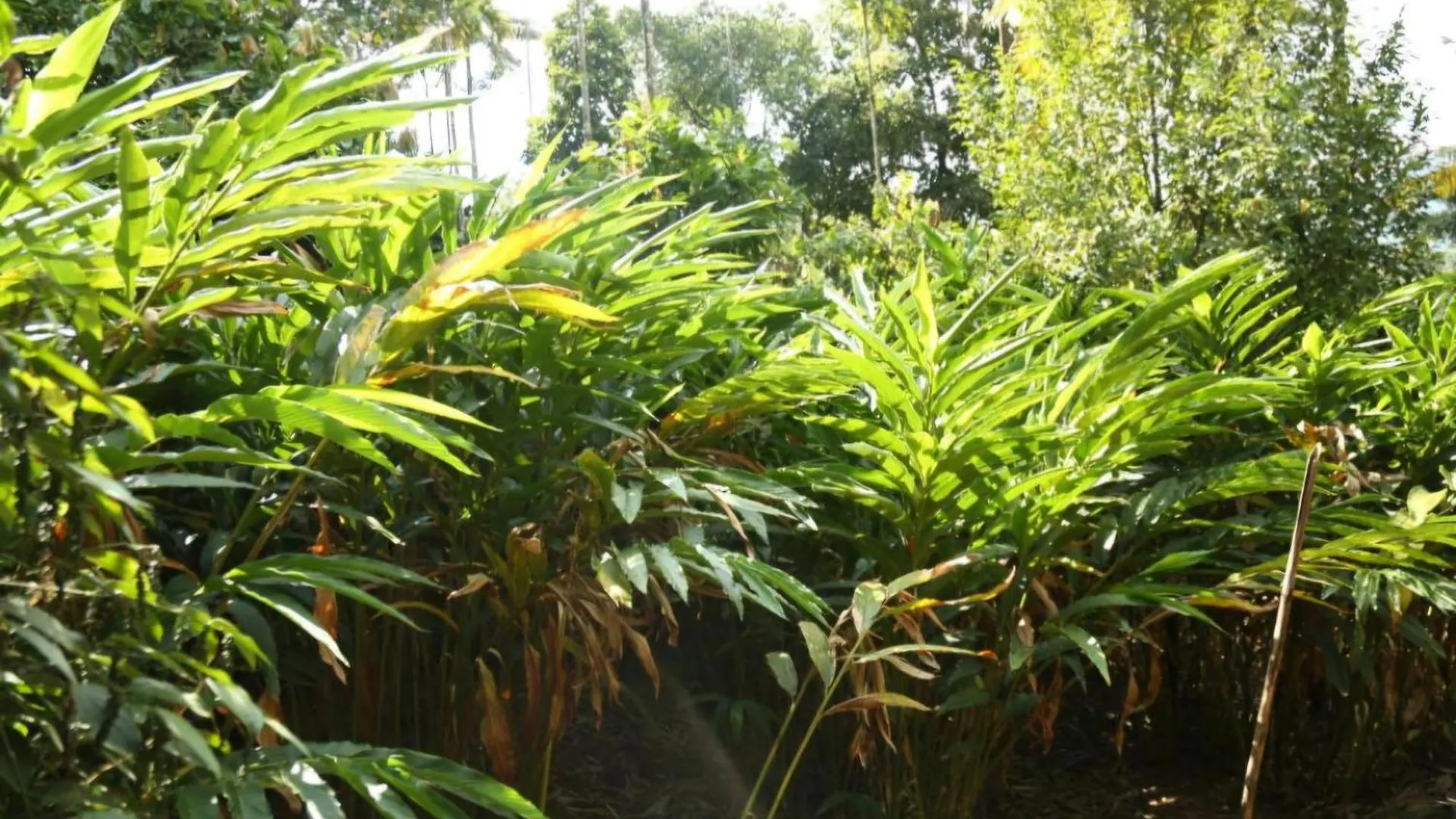 Loveshore Homestay Anachal
